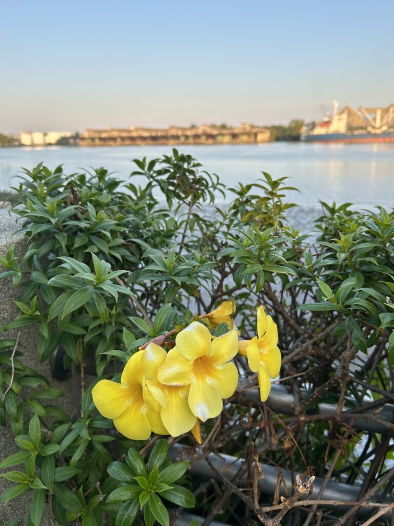 차오프라야 강변의 명상 img 3971