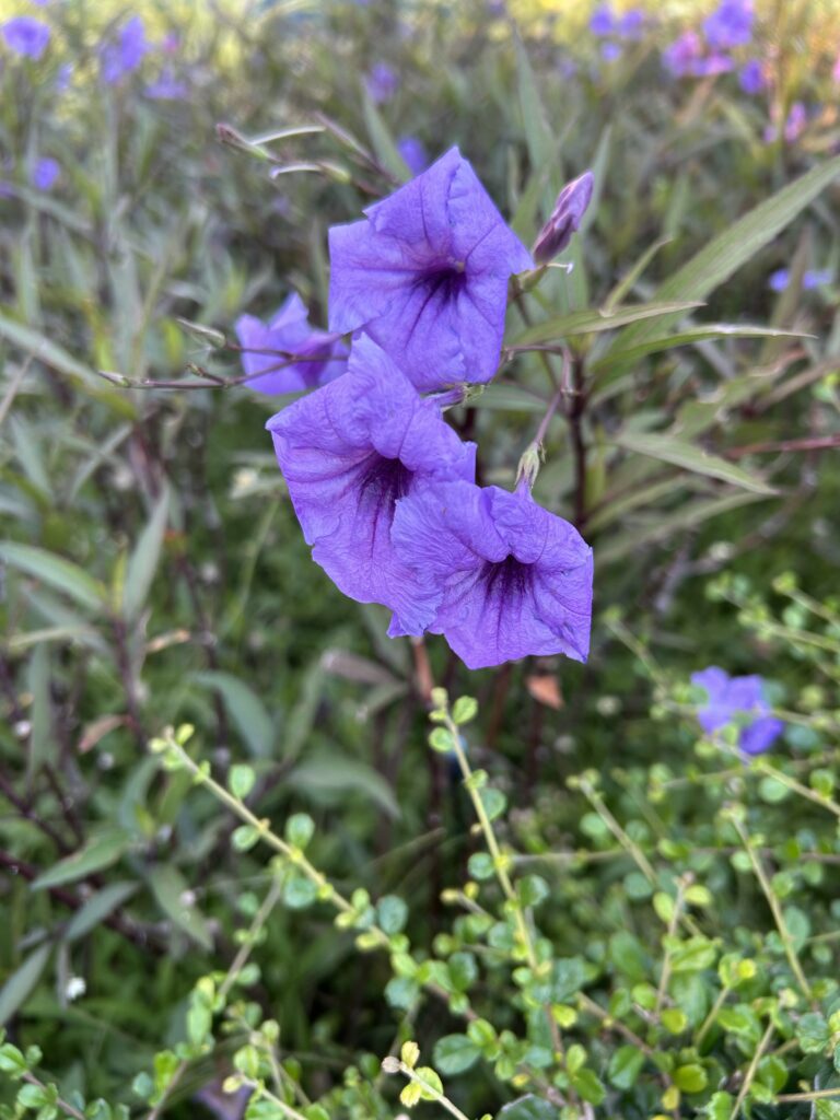 푸른 숲 오디세이(프롤로그) img 3972