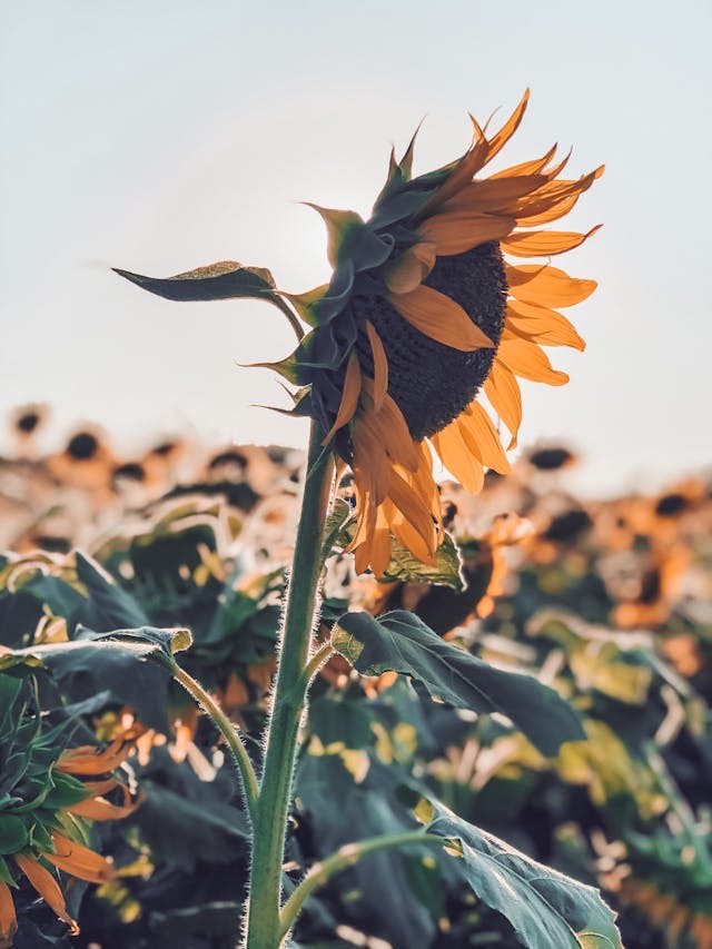 고독과 마주 할 수 있는 용기는 자기 수용과 연민에서 온다(홀로 우뚝선 한송이 해바라기)